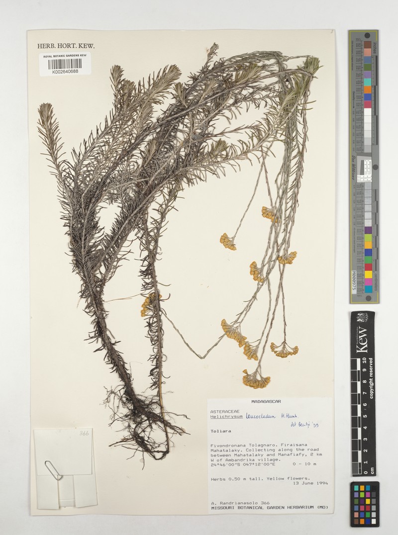 Helichrysum leucocladum photo 2