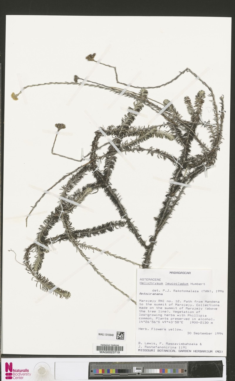 Helichrysum leucocladum photo 3
