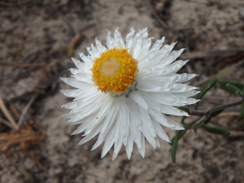 Helichrysum leucopsideum photo 2