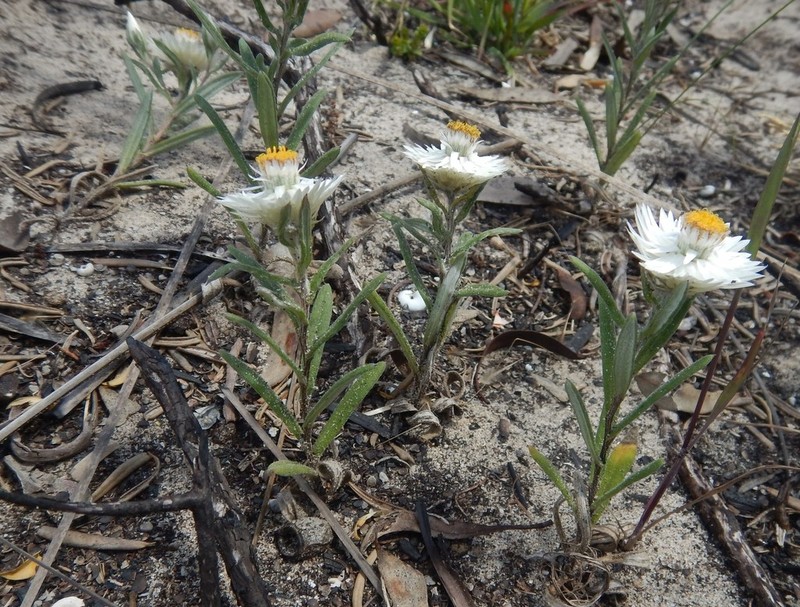 Helichrysum leucopsideum photo 3