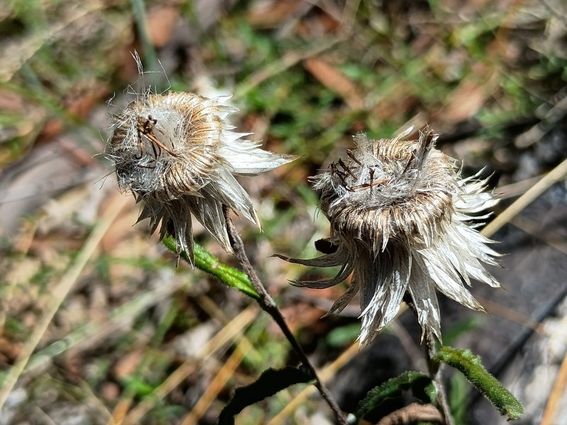 Helichrysum leucopsideum photo 4