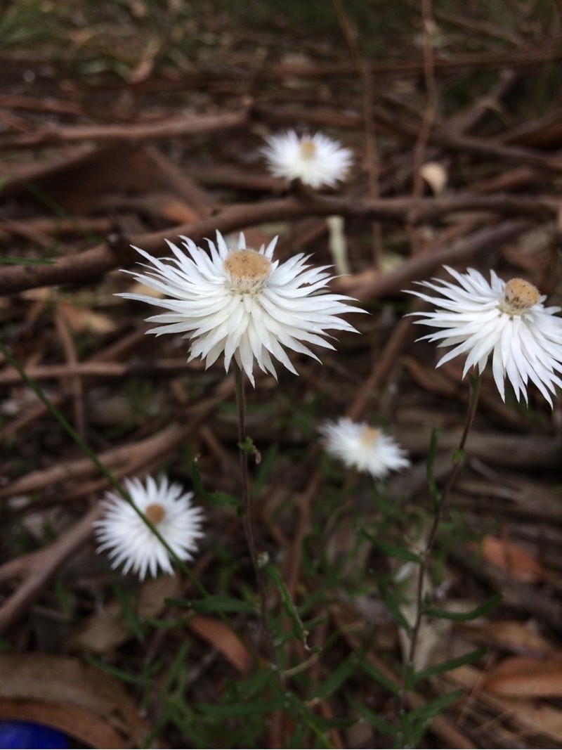Helichrysum leucopsideum photo 5