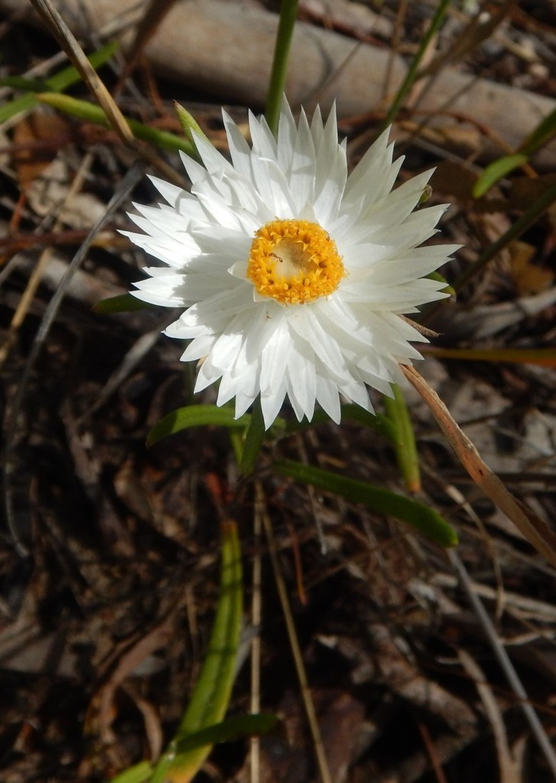 Helichrysum leucopsideum photo 6