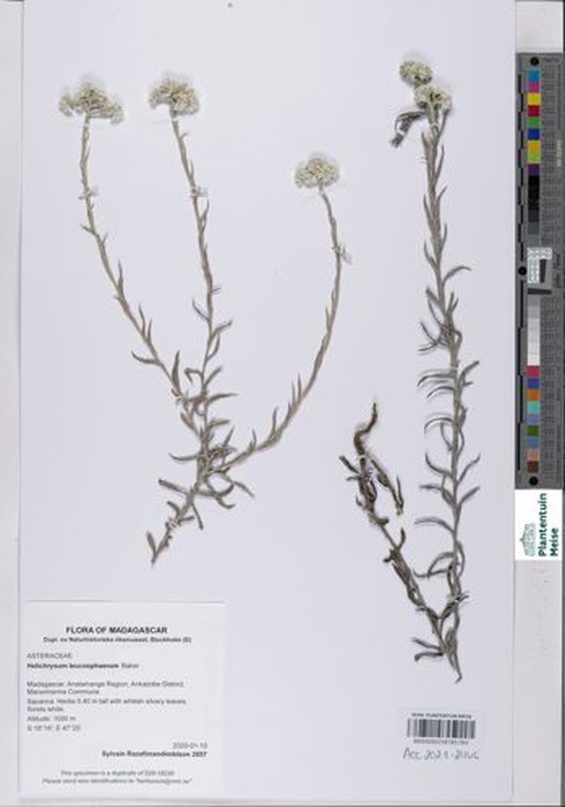 Helichrysum leucosphaerum