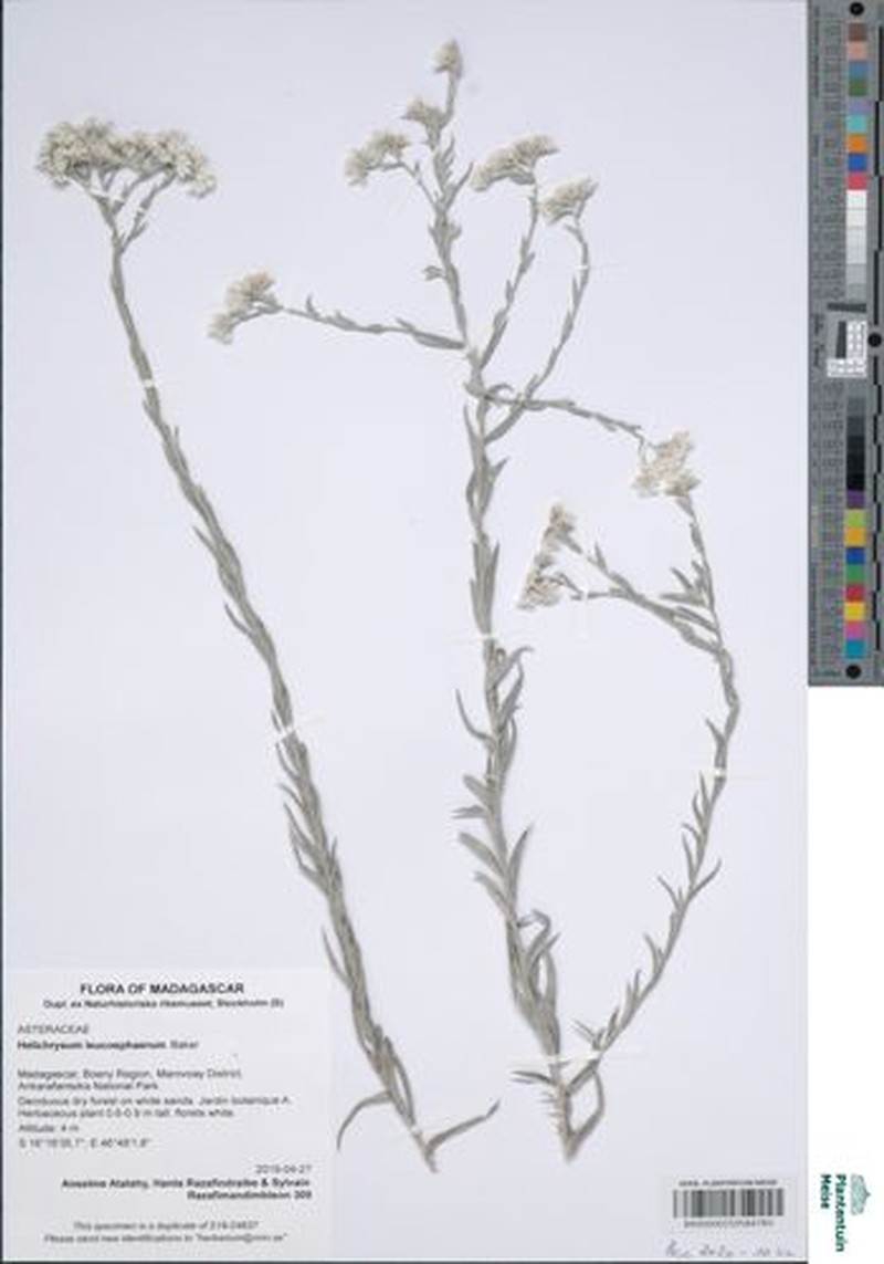 Helichrysum leucosphaerum photo 2