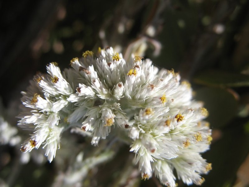 Helichrysum leucosphaerum photo 3