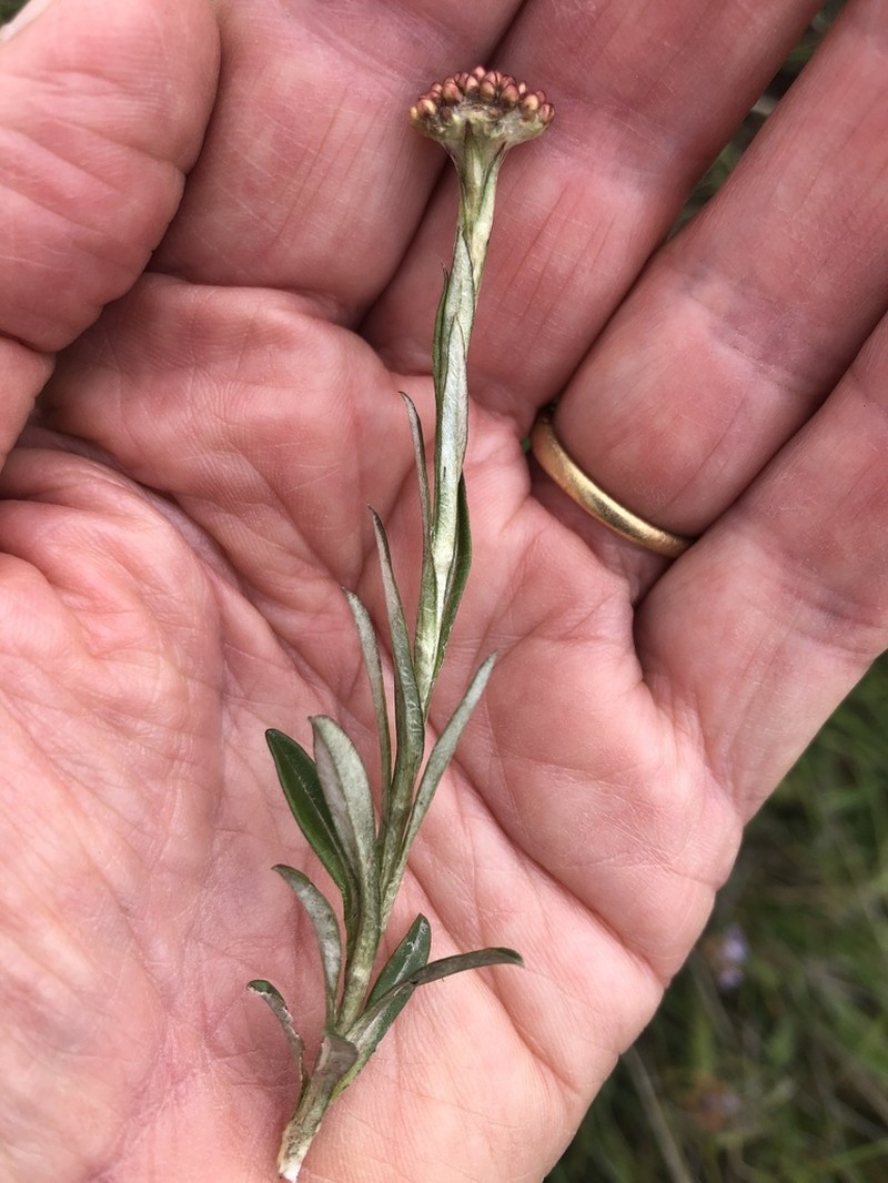 Helichrysum lineare