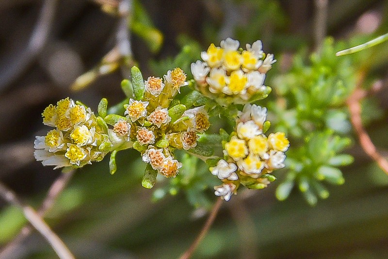Helichrysum lineare photo 2