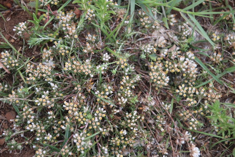 Helichrysum lineare photo 3