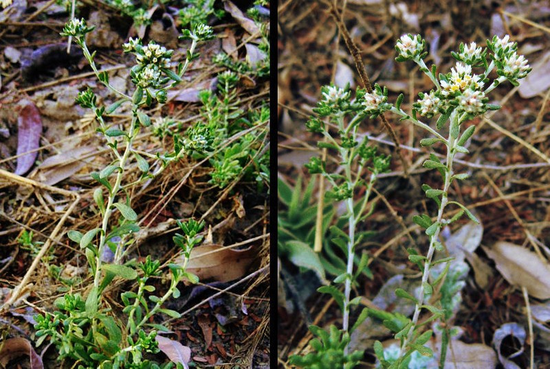 Helichrysum lineare photo 4