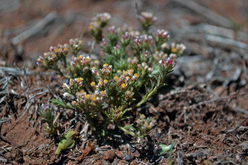 Helichrysum lineare photo 5