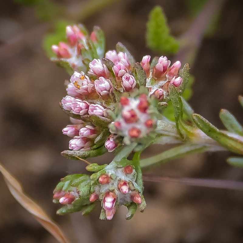 Helichrysum lineare photo 6