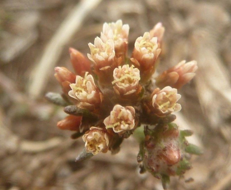 Helichrysum lineare photo 8