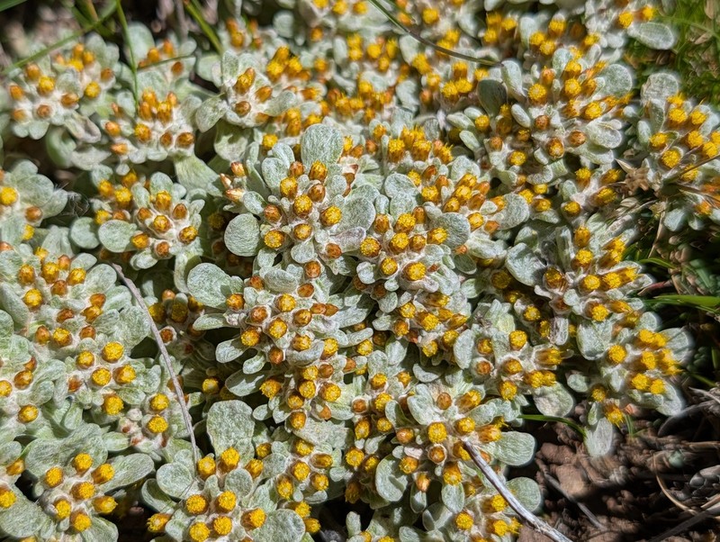 Helichrysum lineatum