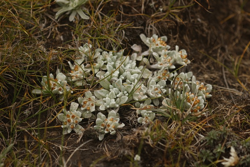 Helichrysum lineatum photo 2