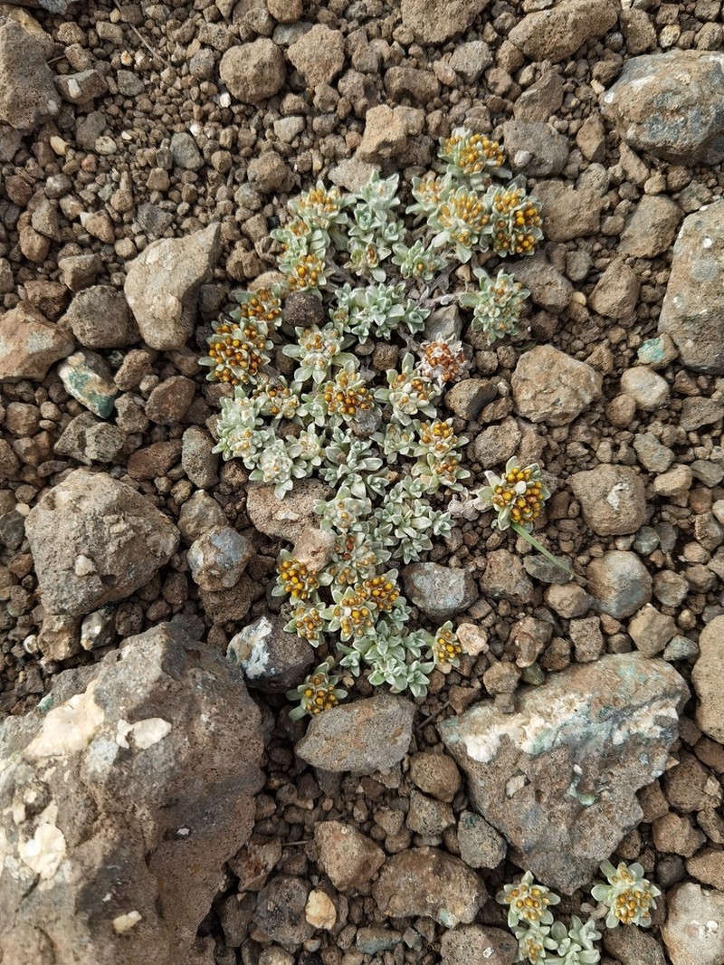 Helichrysum lineatum photo 3