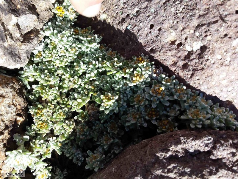 Helichrysum lineatum photo 4