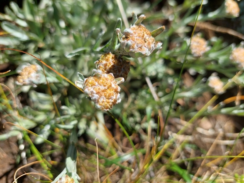 Helichrysum lineatum photo 5