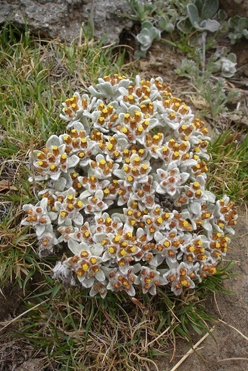 Helichrysum lineatum photo 6