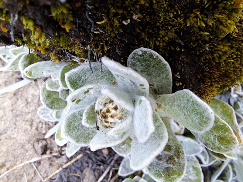 Helichrysum lineatum photo 7