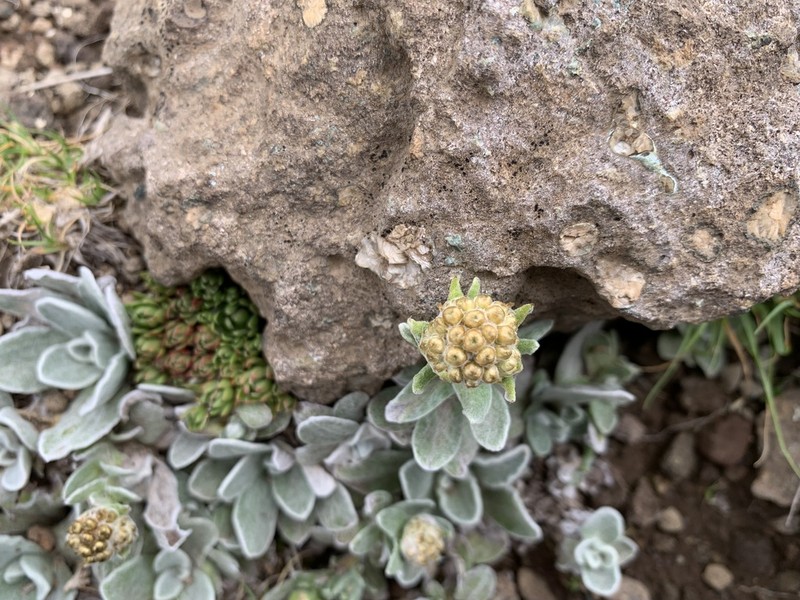 Helichrysum lineatum photo 8