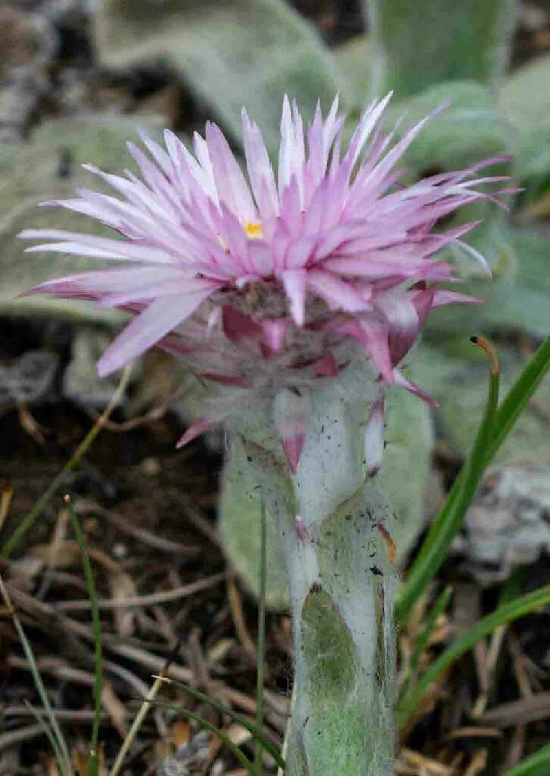 Helichrysum lingulatum photo 2