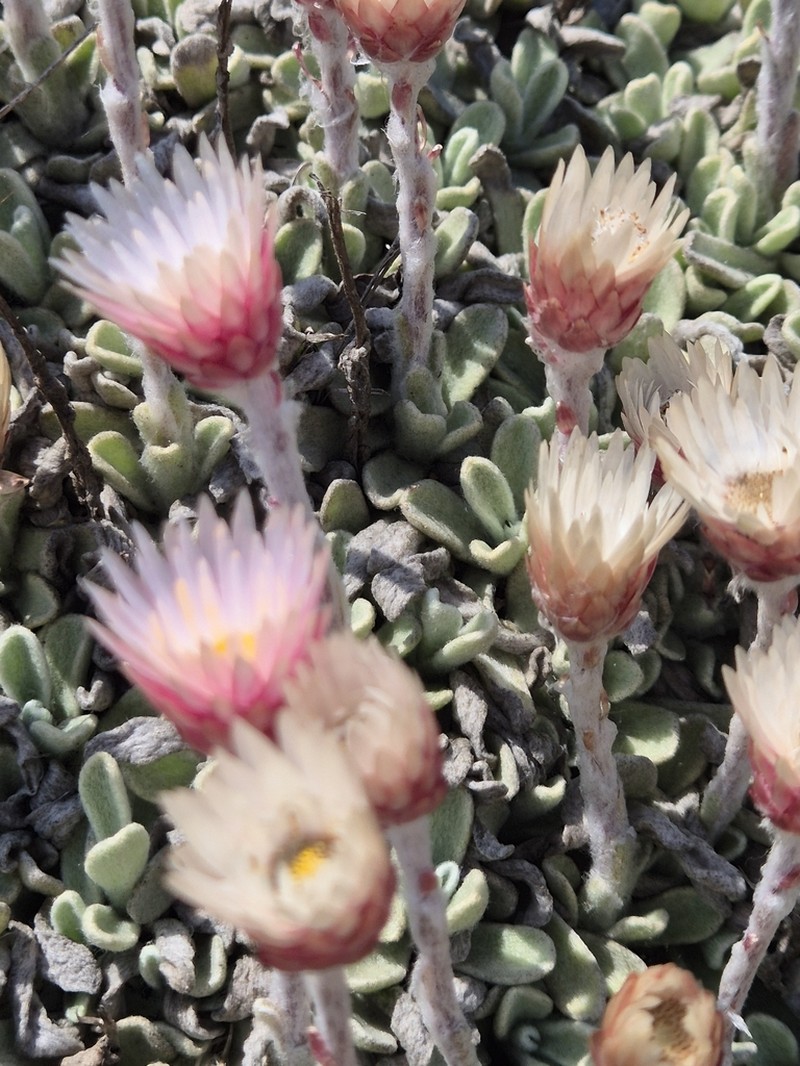 Helichrysum lingulatum photo 3
