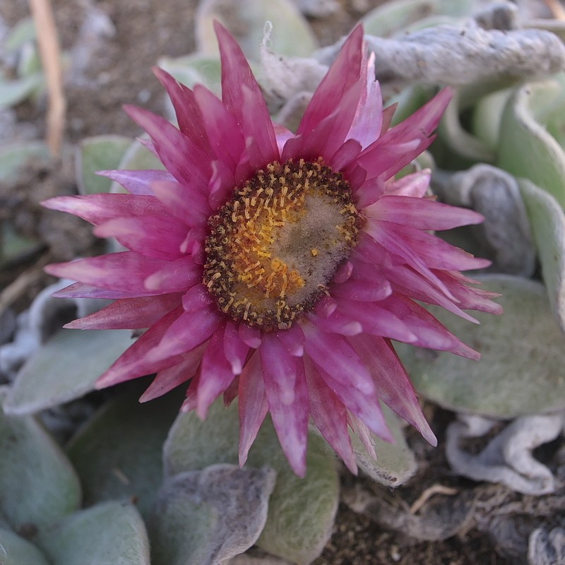 Helichrysum lingulatum photo 4
