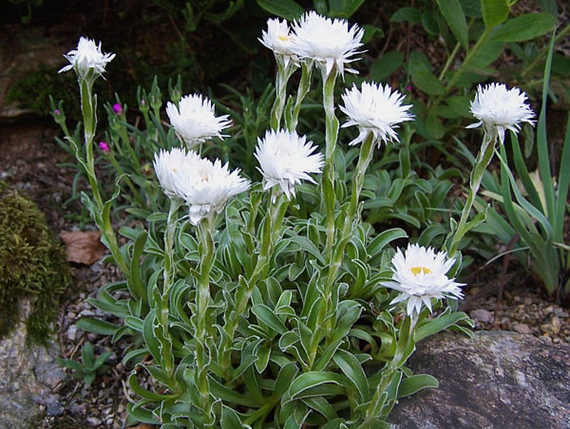 Helichrysum lingulatum