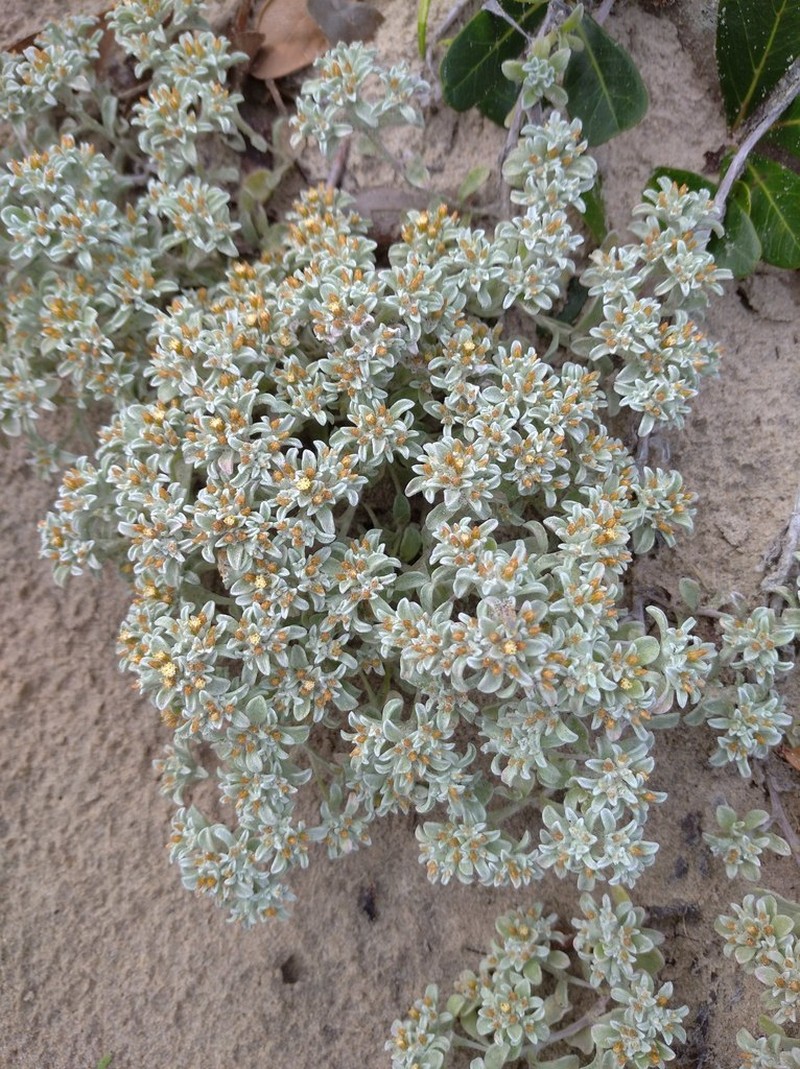 Helichrysum litorale