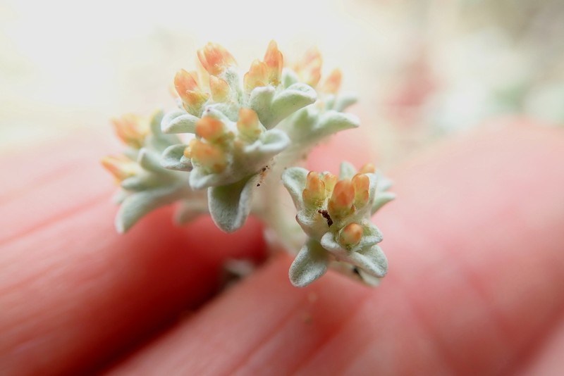 Helichrysum litorale photo 2