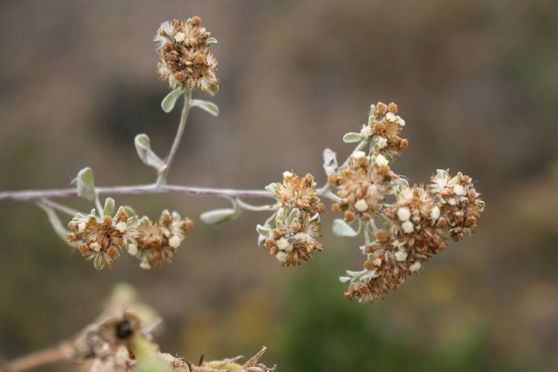 Helichrysum litorale photo 3