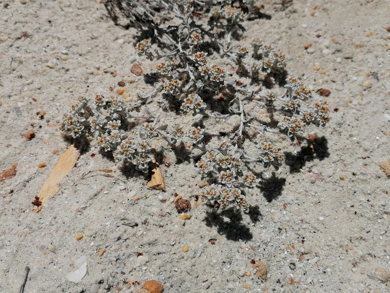 Helichrysum litorale photo 4