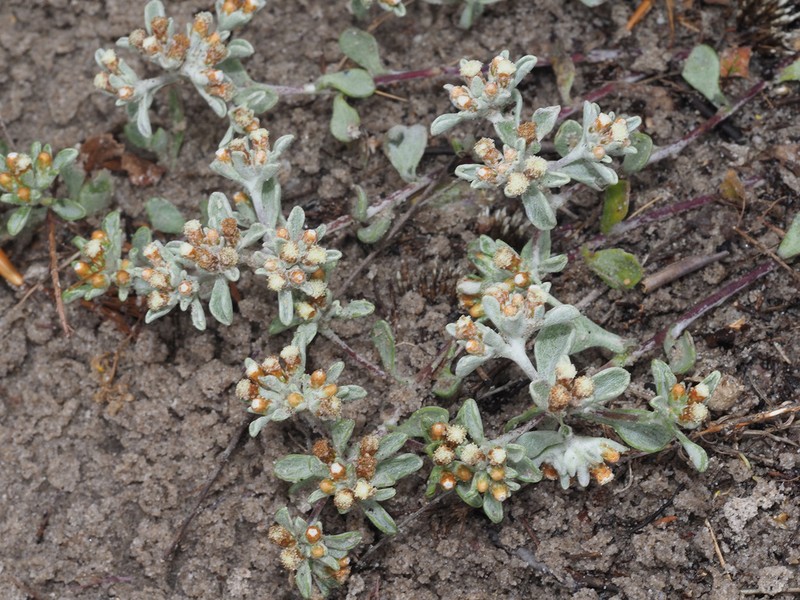 Helichrysum litorale photo 5