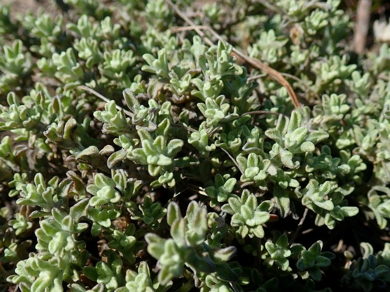 Helichrysum litorale photo 6