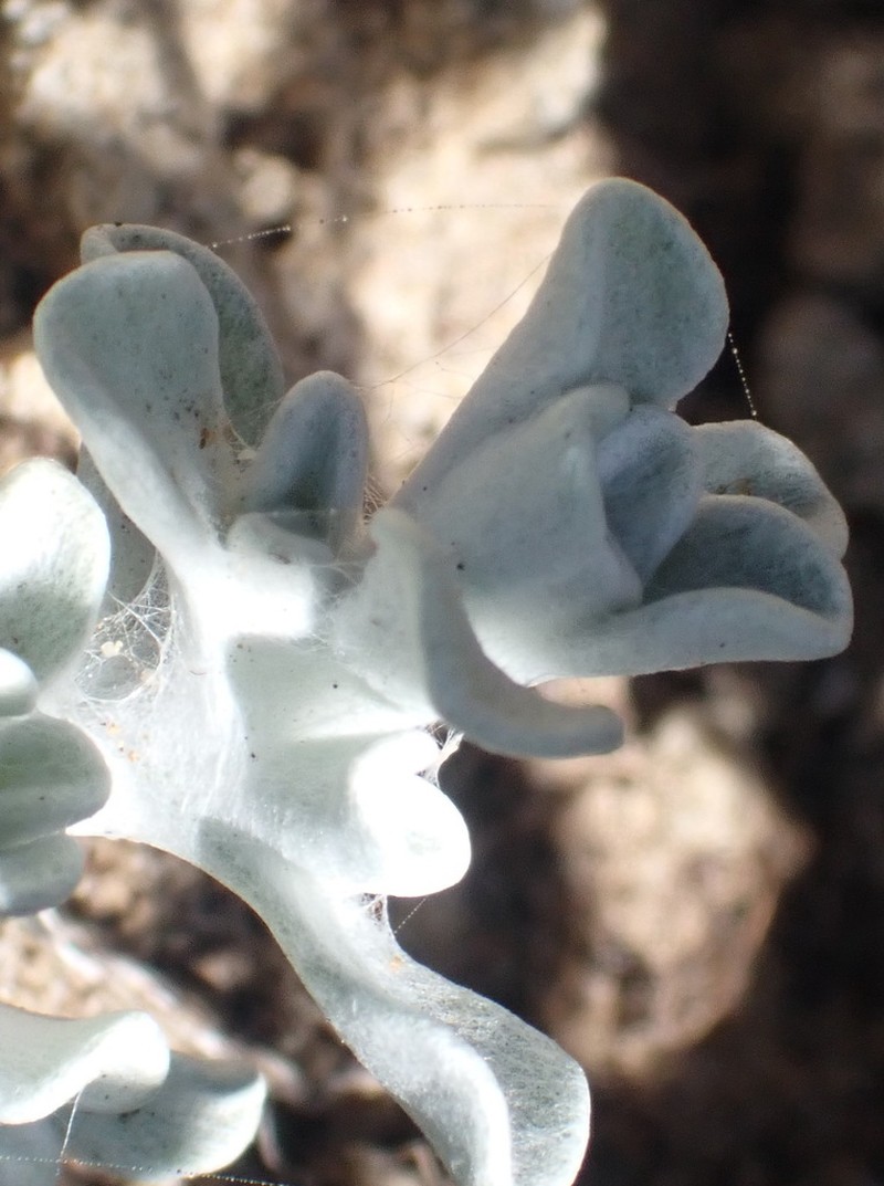 Helichrysum litorale photo 7