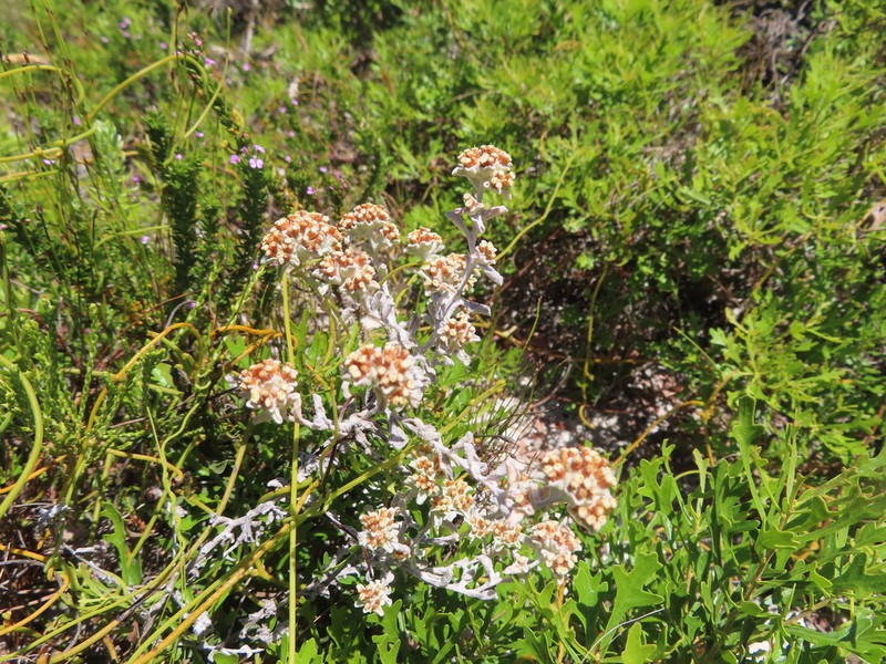 Helichrysum litorale photo 8