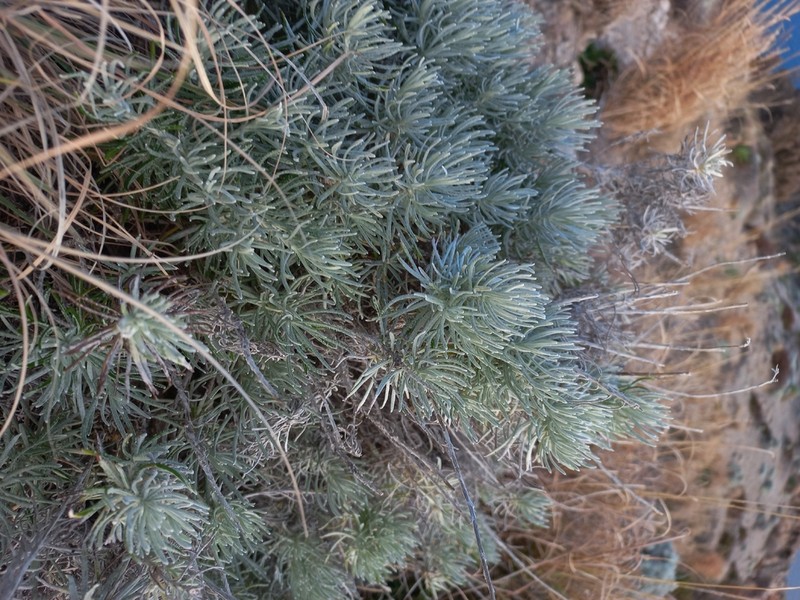 Helichrysum litoreum