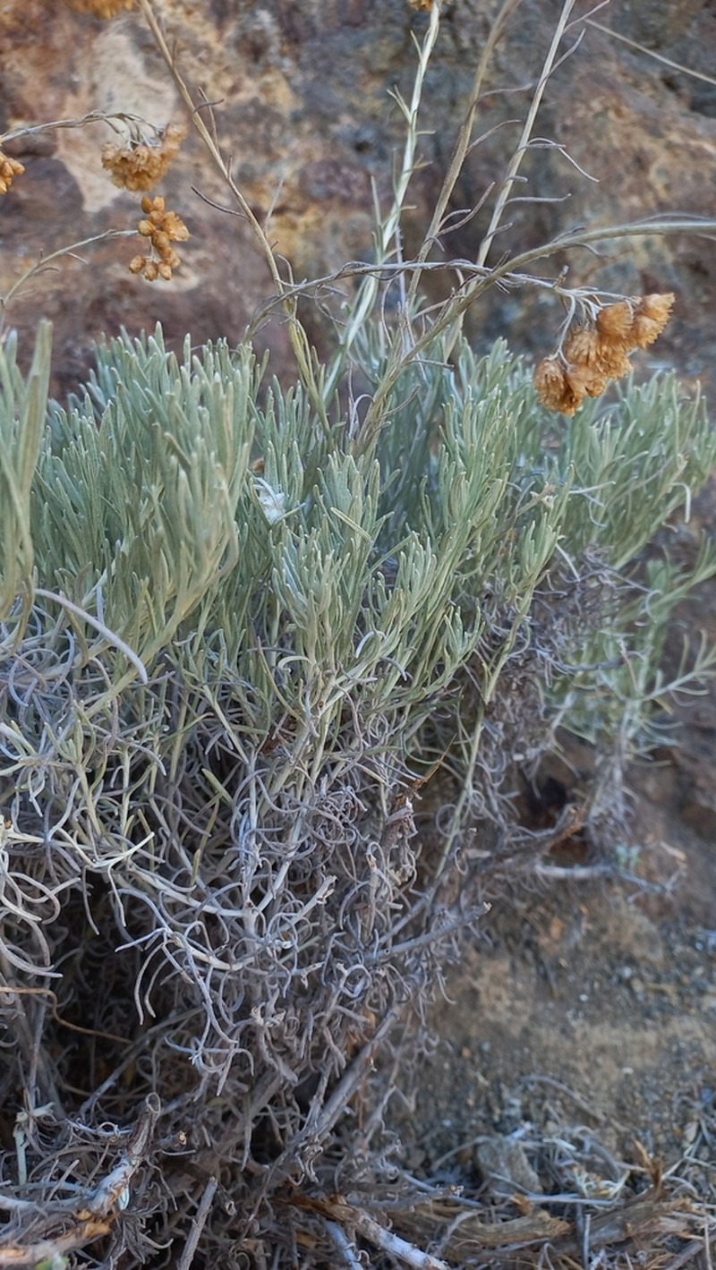 Helichrysum litoreum photo 2