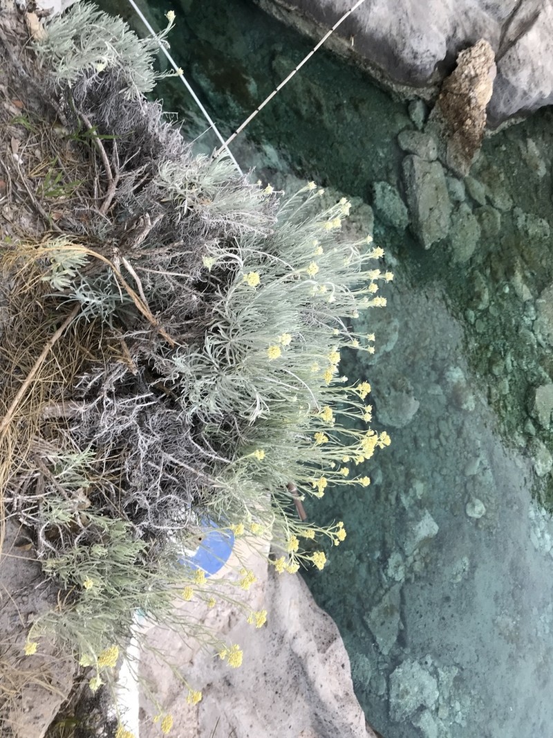 Helichrysum litoreum photo 3