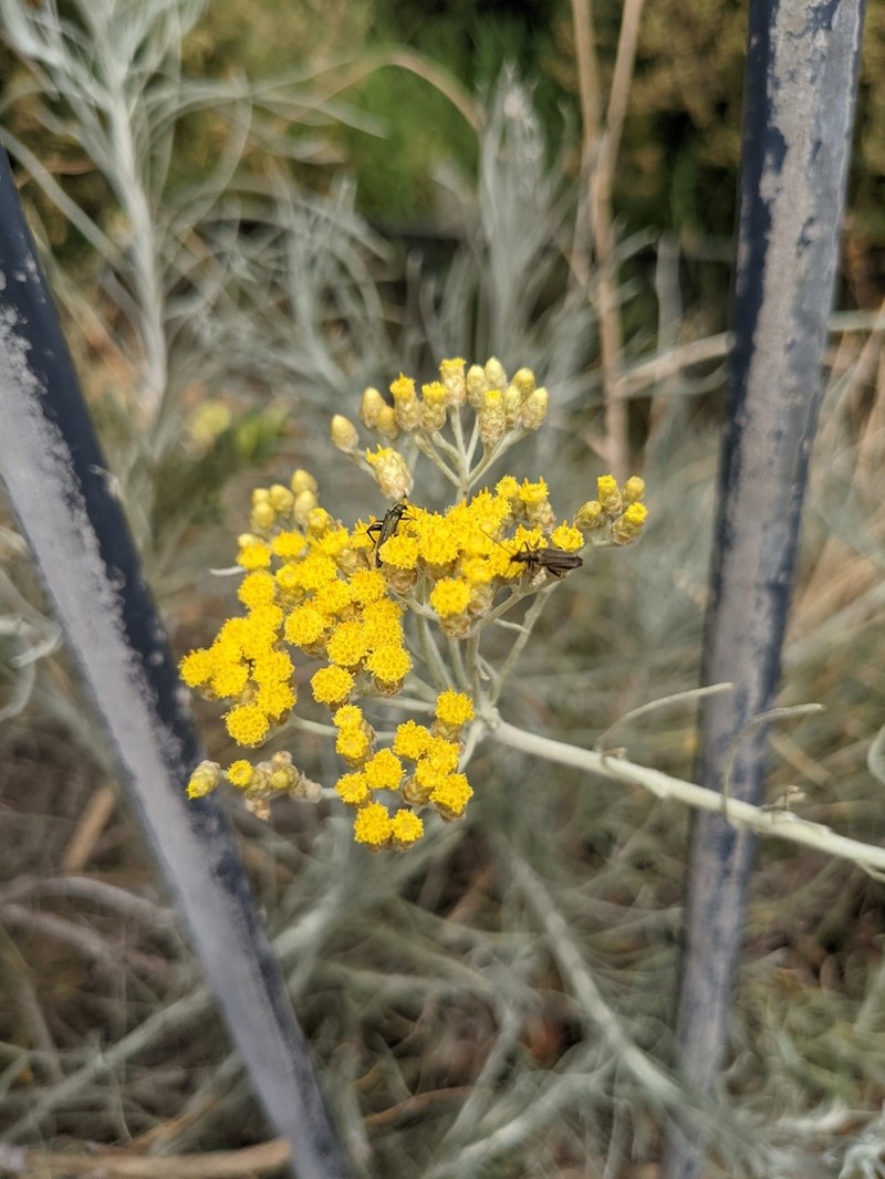 Helichrysum litoreum photo 4