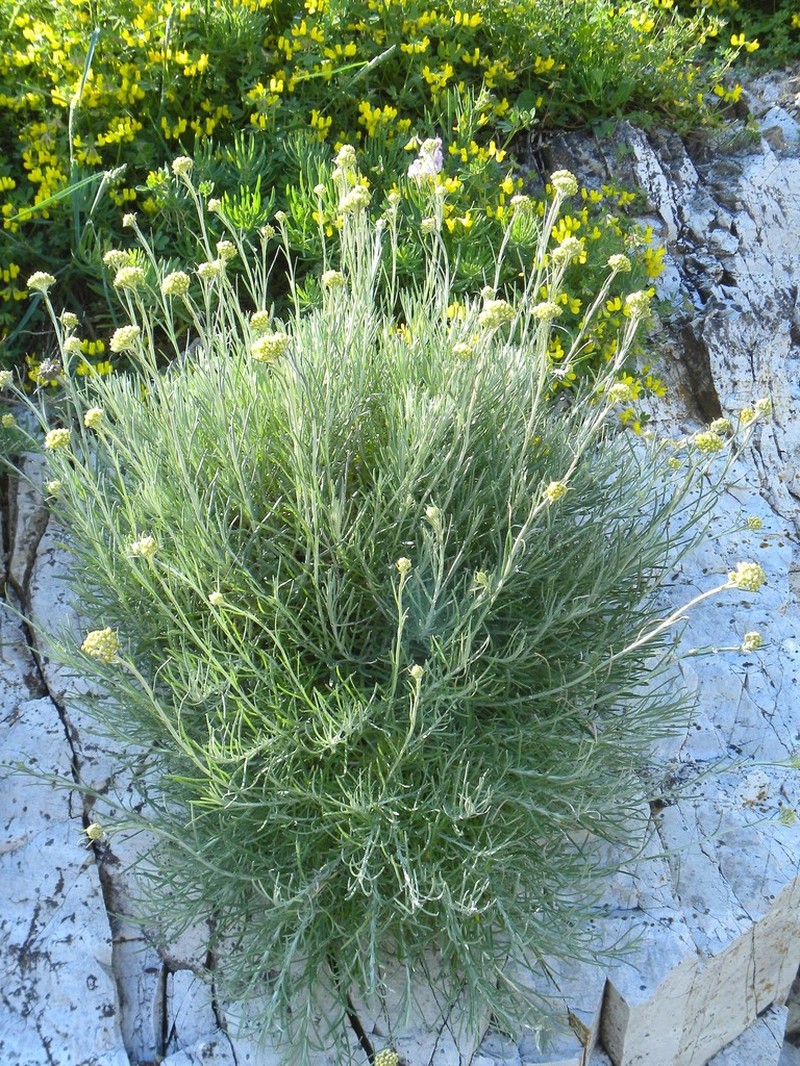 Helichrysum litoreum photo 5
