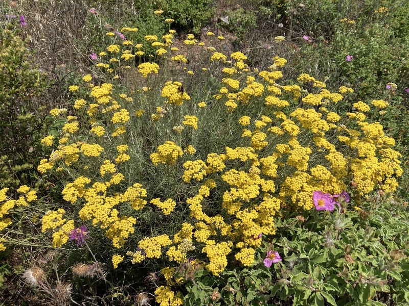 Helichrysum litoreum photo 6
