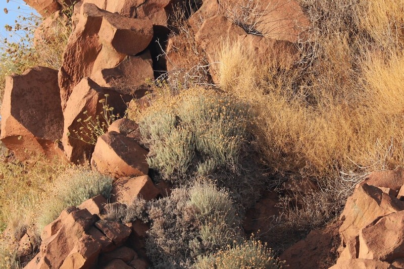 Helichrysum litoreum photo 7
