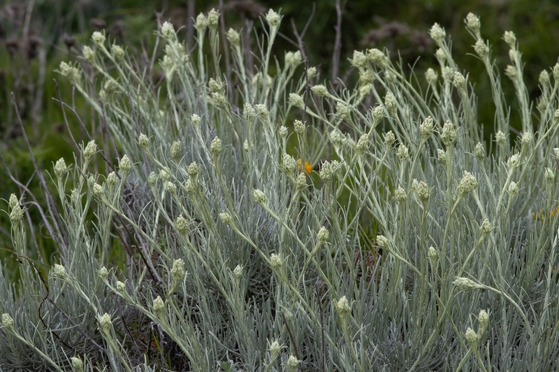 Helichrysum litoreum photo 8