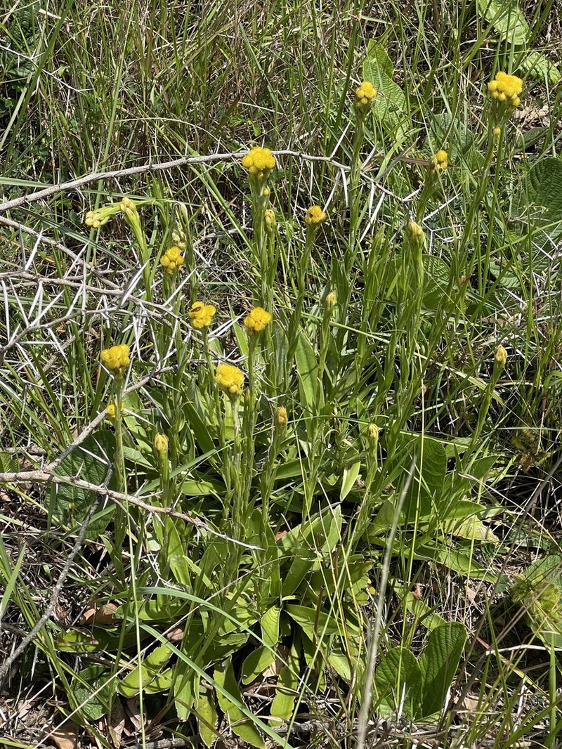 Helichrysum longifolium