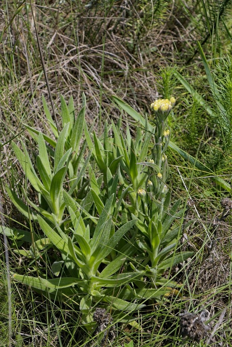 Helichrysum longifolium photo 2