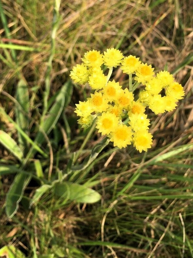 Helichrysum longifolium photo 3