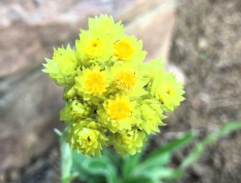 Helichrysum longifolium photo 4
