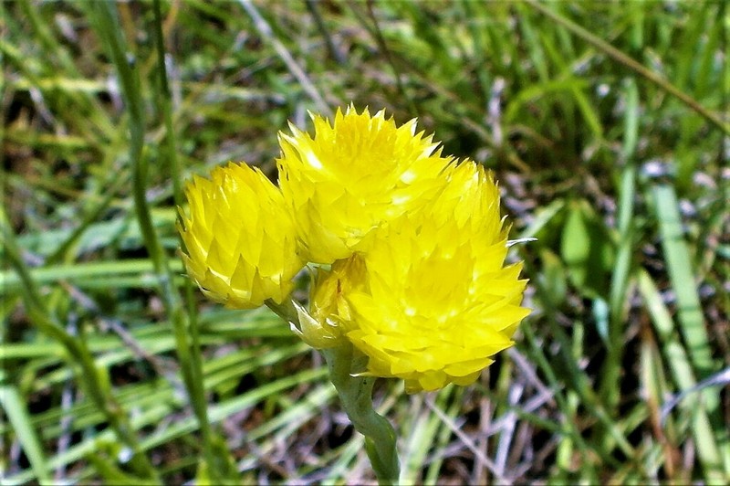 Helichrysum longifolium photo 5